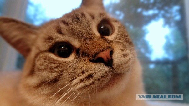 Котовторник (28.02.2012)