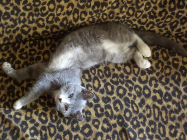 Миска для киски