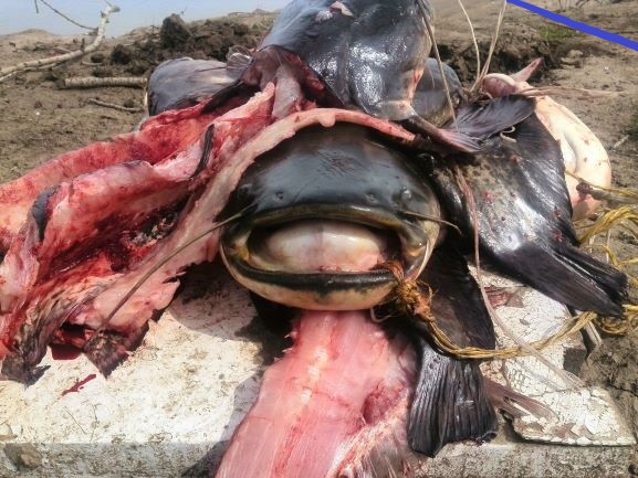 Со своих рыбалок, лето 2019