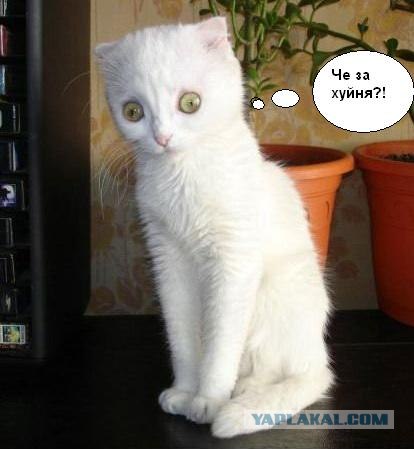 Я несу хуйню