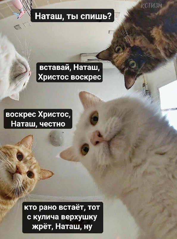 Наташа, вставай!