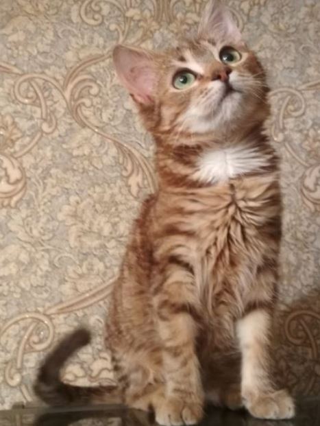 Кем нас считают кошки? Кто мы для них?
