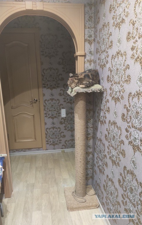 Кошкин дом