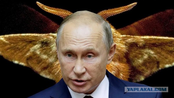 В Москве впервые за 15 лет заметили редкого жука