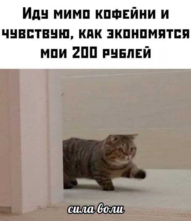Весёлый полтишок 08.07.23