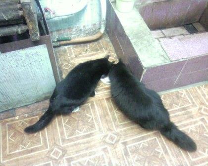 Коты на производстве