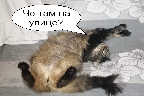 Позы для сна у кошек - что они означают?