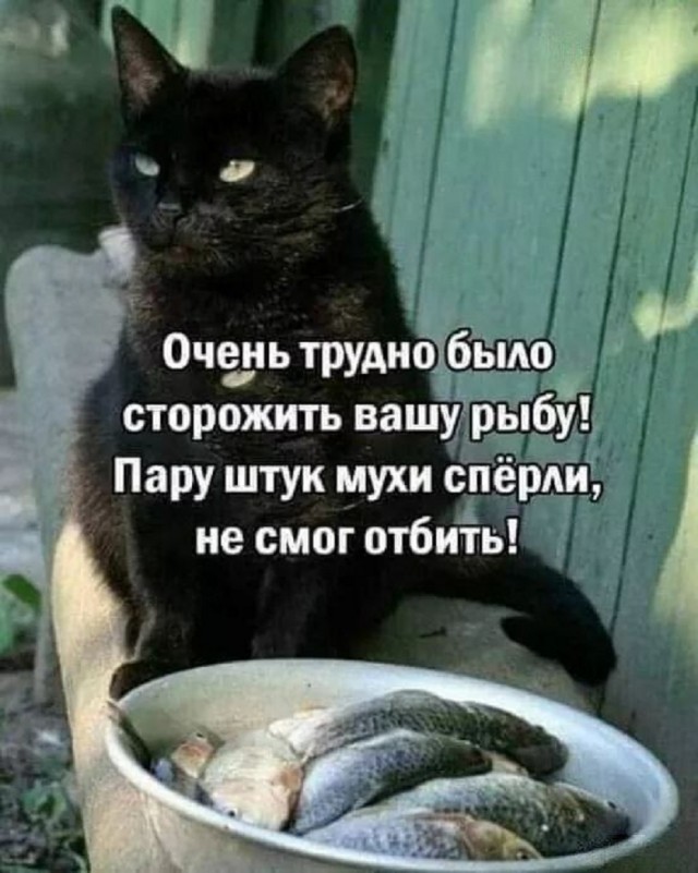 К котовторнику: подборка картинок-баянов с котиками и про котиков. Выпуск 24.