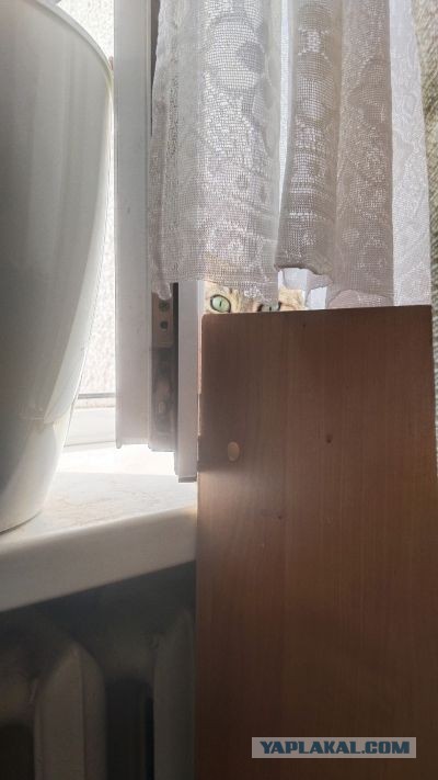 Котовторник. Зифи