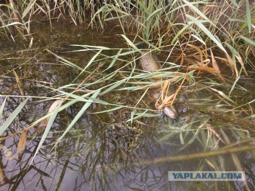 Брат поймал рыбку