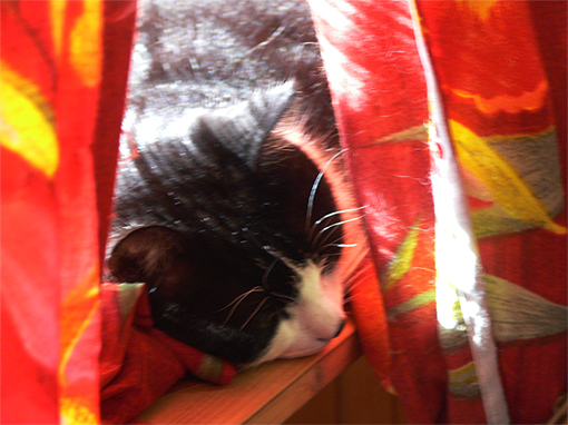 Котовторник на 24.09.2013г