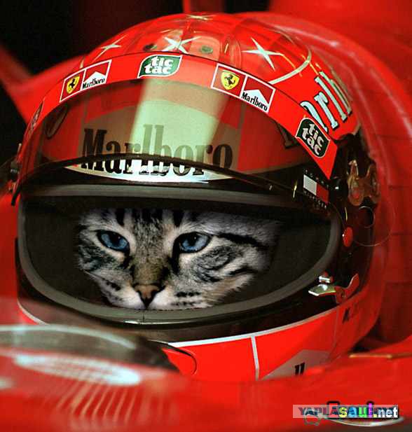 Коты ученых