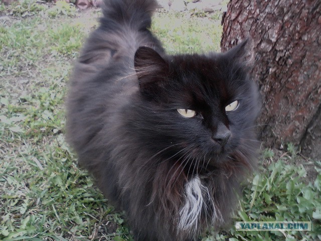 Котовторник 6.05.2014