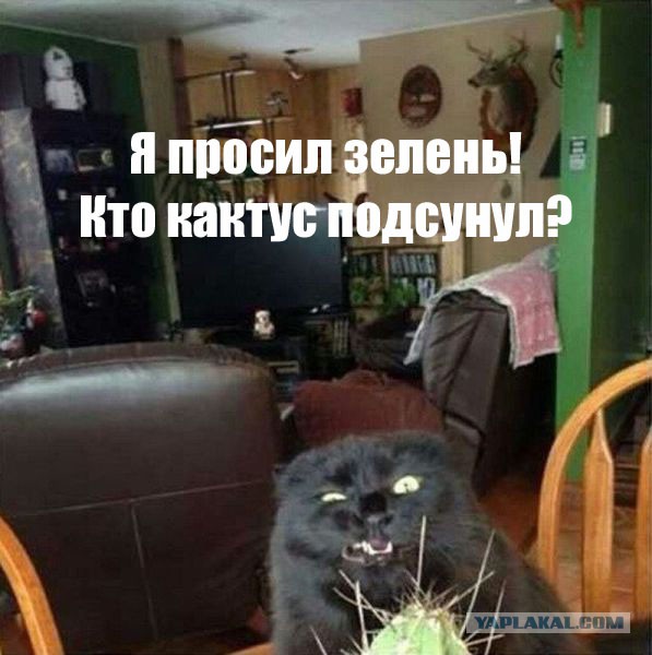 Добряки, плюсующие всех подряд