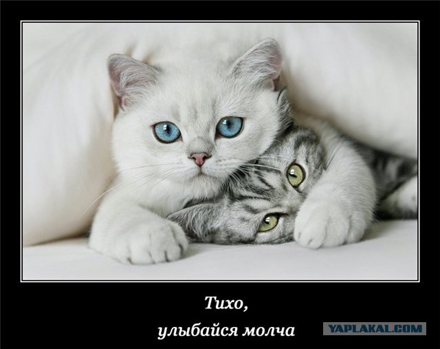 Плюсомет со шпалометом