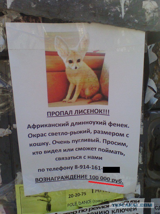 Новый член семьи.