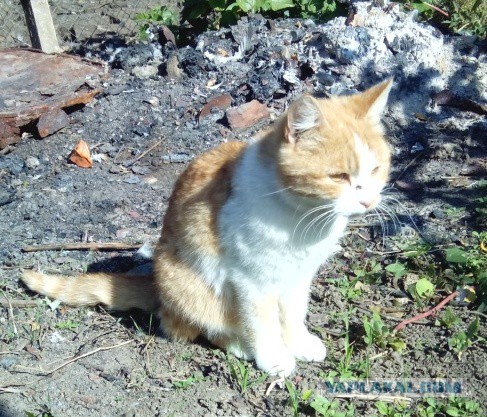 Котовторник 7.10.2014