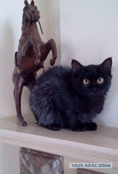 Котовторник 25.11.2014