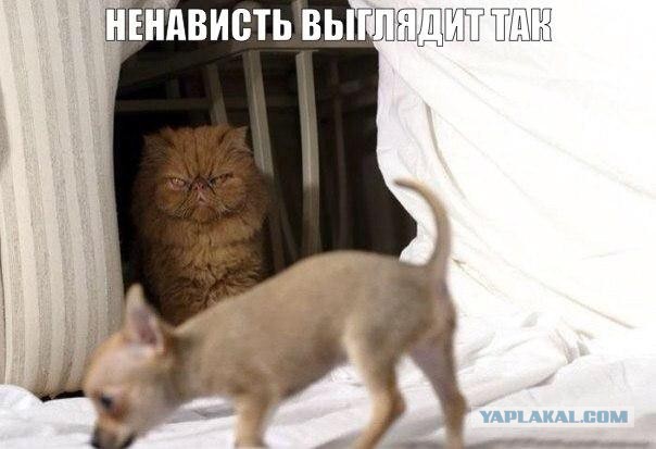 Чуть картинок