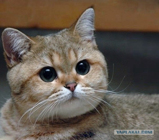 Полиция отказалась защищать известного гея