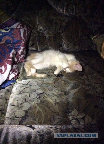 Котовторник