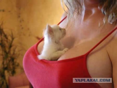 Очень ЯПовское фото