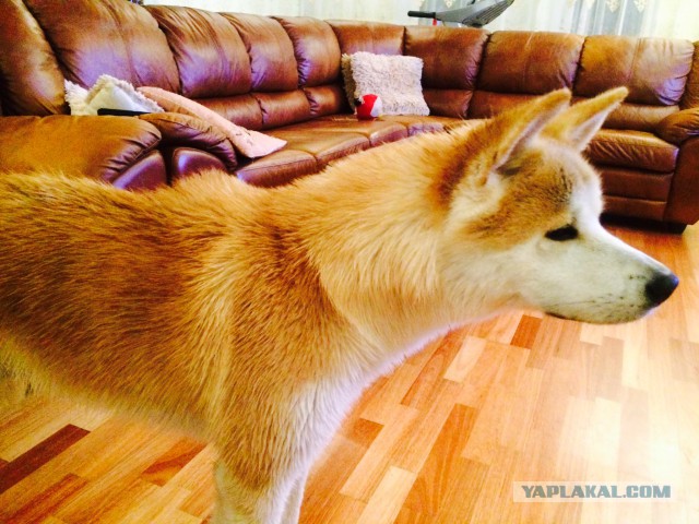 Собакочетверг же, ау!