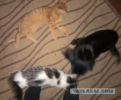 Домашняя кавалерия, вопрос для кошатников