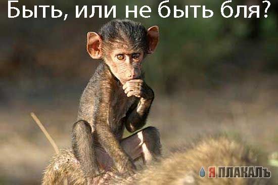 ОБЕЗЬЯНЫ. Все про обезьян