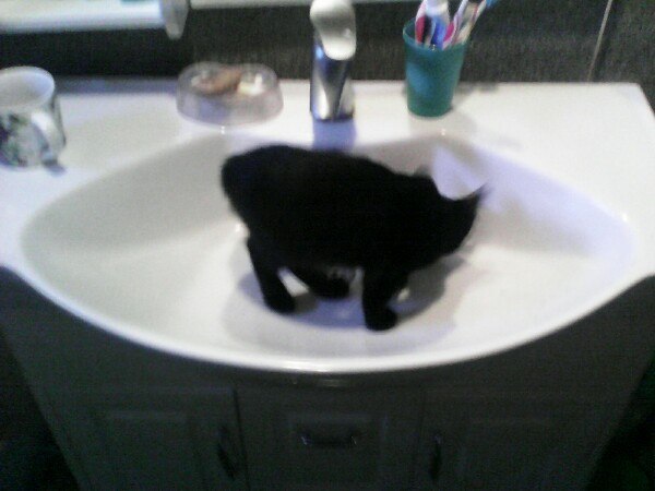 Веселые картинки