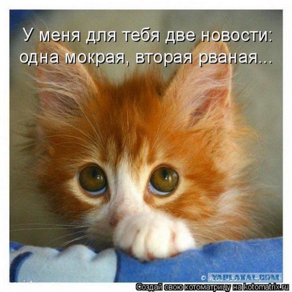 Месть кота