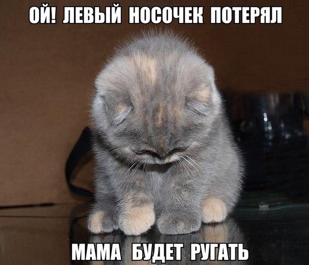 Прикольные животные