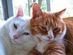 Котомет во вторник (11.12.2007)