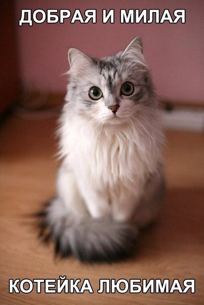 Прикольные животные