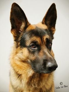 Прикольные животные