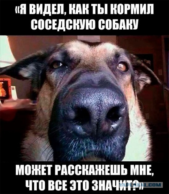 Смешные комментарии из социальных сетей 28.10.2016