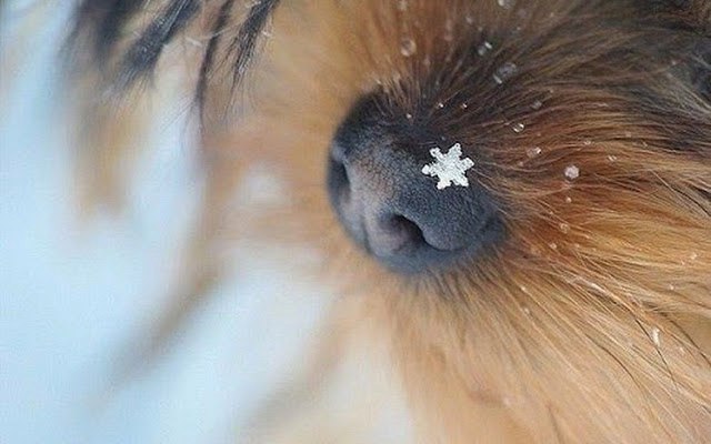 Самые смешные животные
