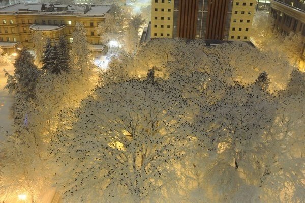 Самые смешные животные