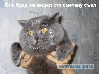 Коты и Кошки