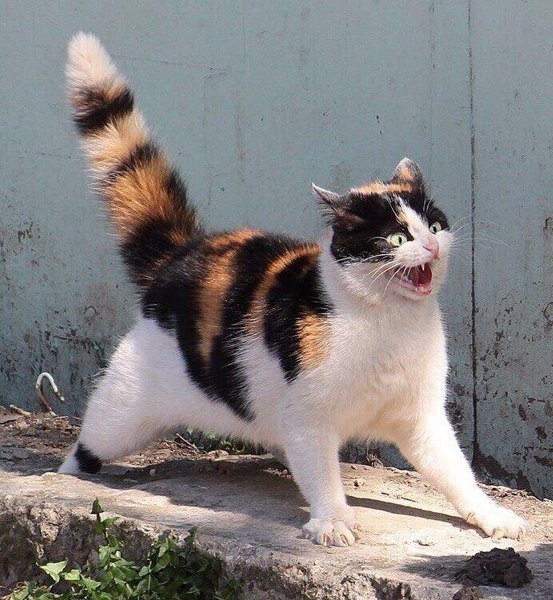 Кот без прикрас