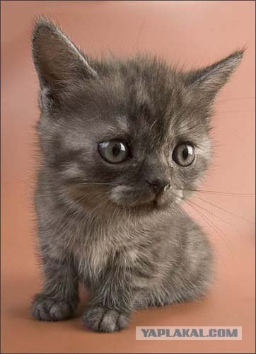 Котовторник на ЯПлакал!