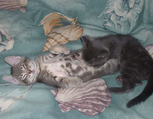 Кошак в шоке
