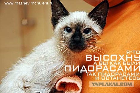Котовторник на 31.03.2009