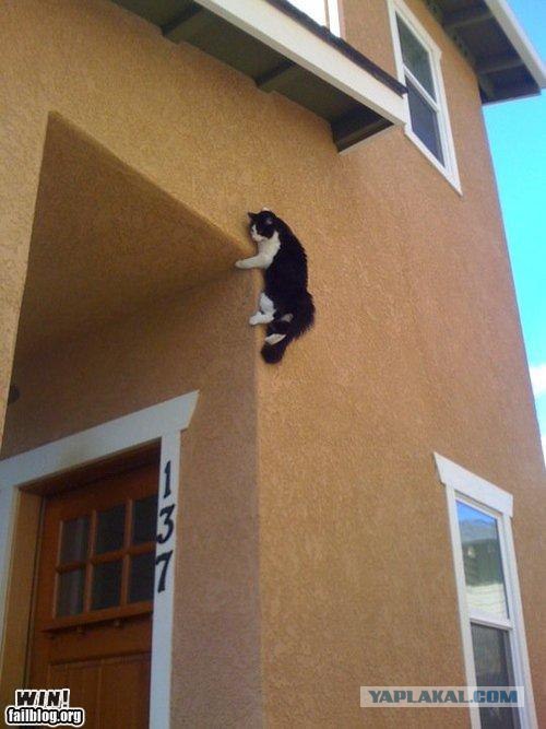 Коты, кошки и котята