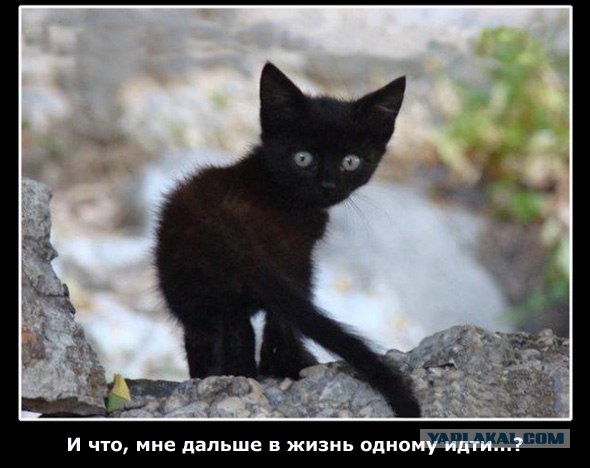 Сегодня котовторник, а котиков все нет