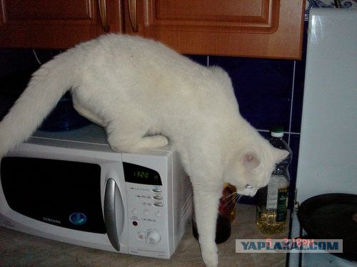 Котейкин вторник! Космический 12.04!
