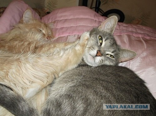 Котовторник!