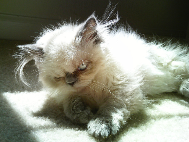 Котовторник 06.12.2011