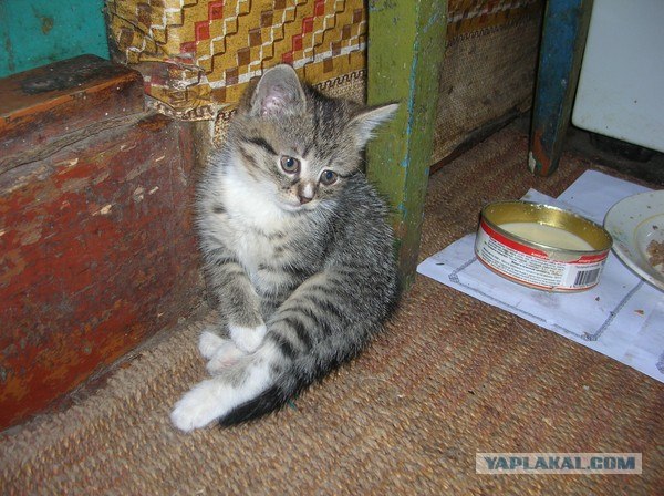 Котовторник 10.04.2012