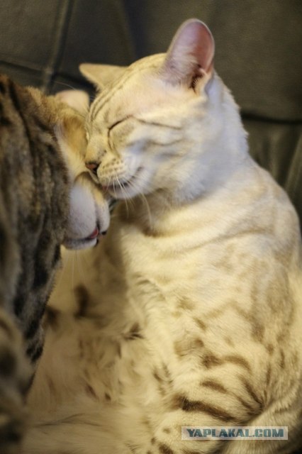 Котовторник   5.06.2012